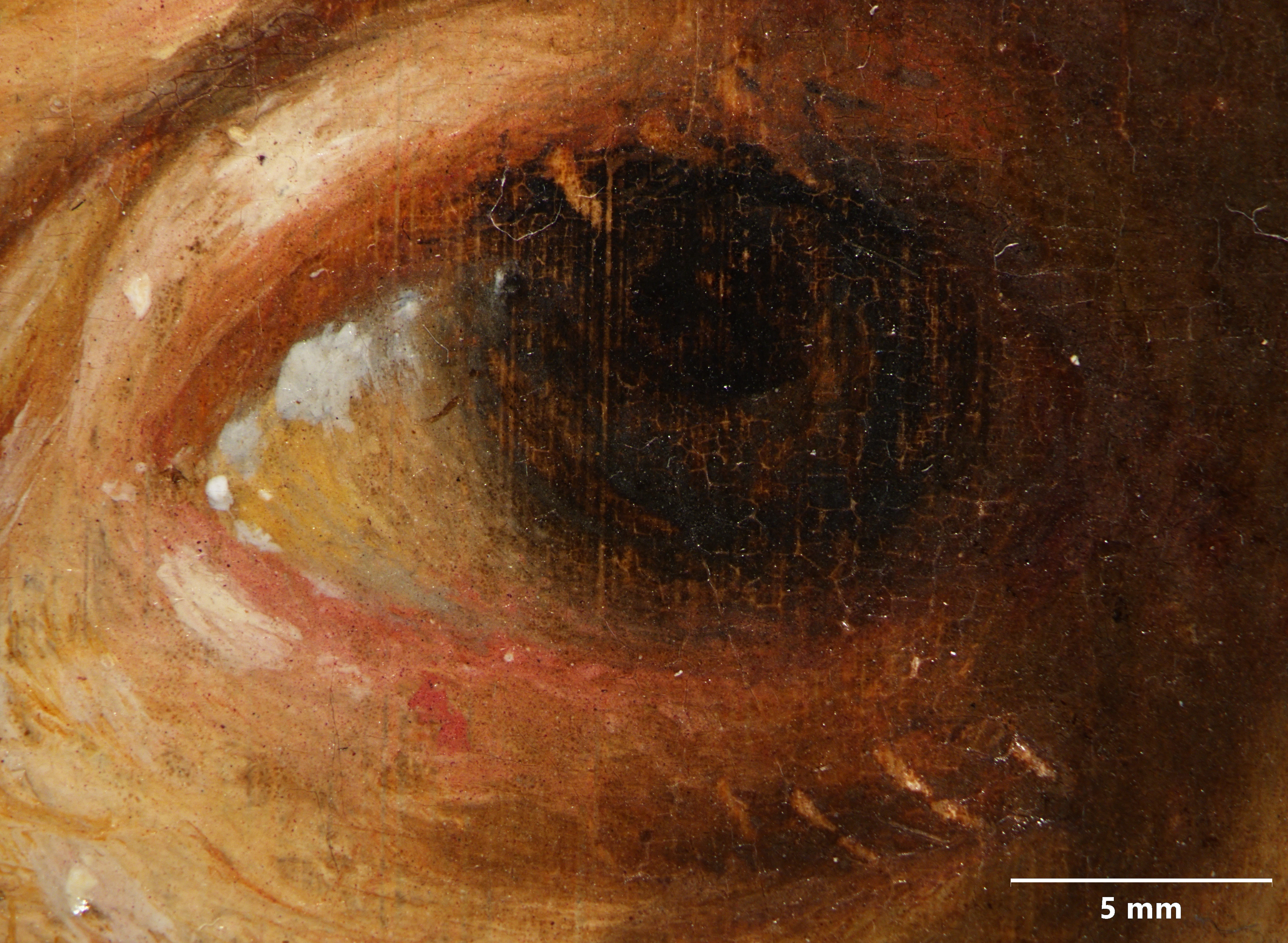A close-up of the figure's right eye in the original Rembrandt. The dark-brown eye has heavier blond eyelashes on the top and bottom.
