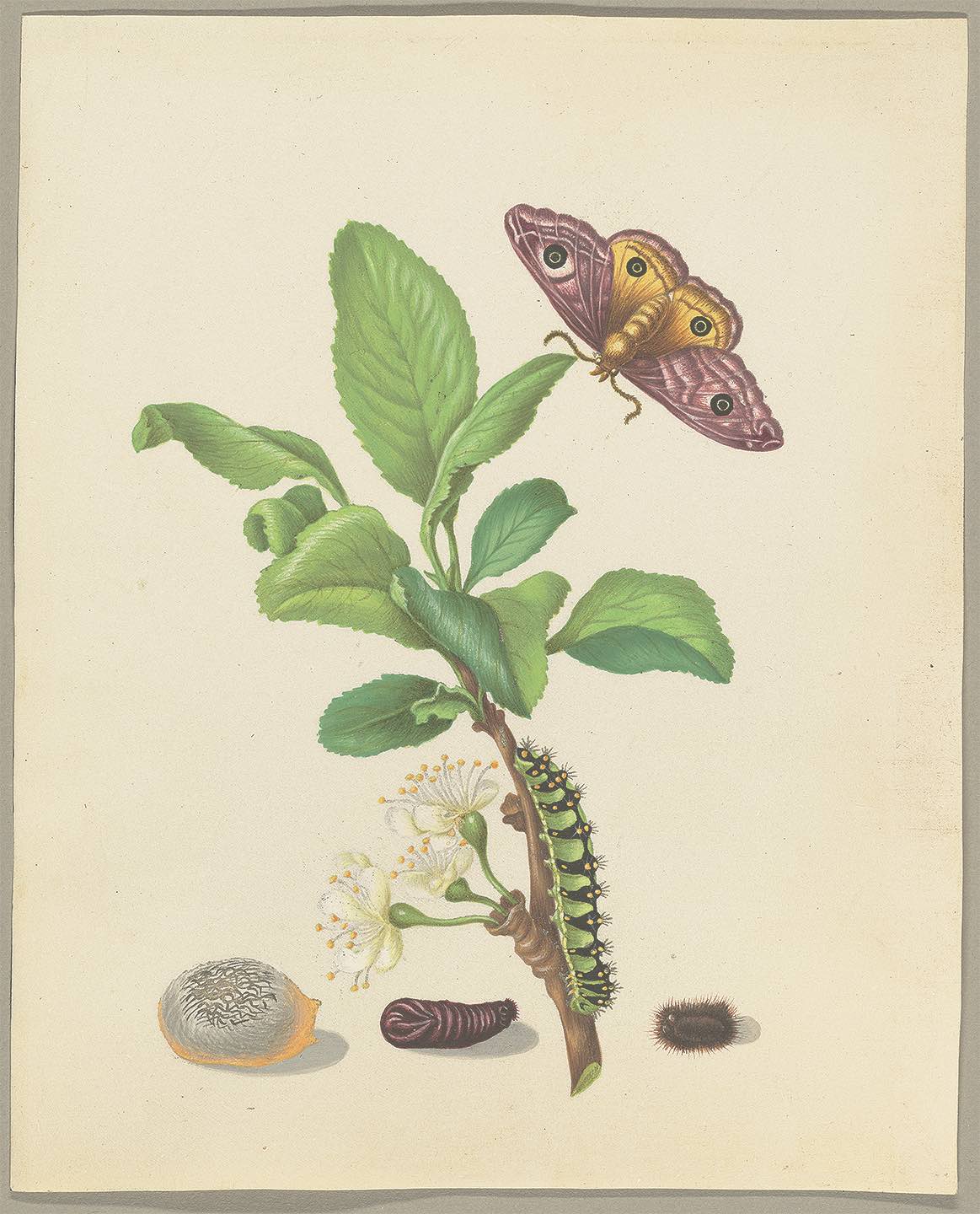 0607 Fig 157 Gm 37948601