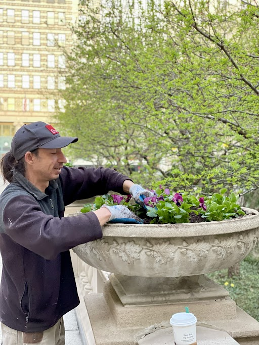 In a photo, a slim man with a ponytail, Juan Lopera Lopez, arranges flowers in an outdoor planter.