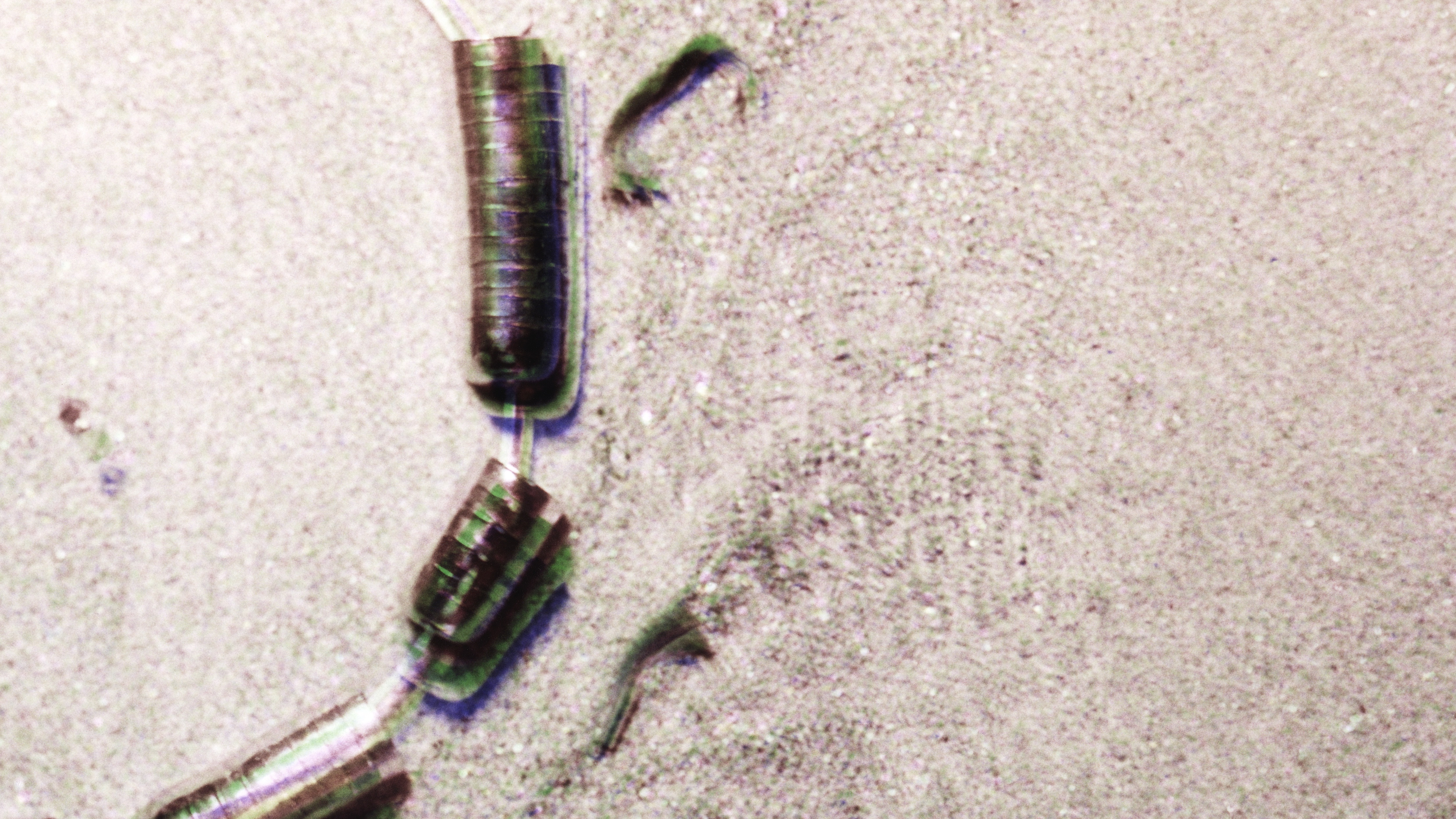 Pryde Exhibition Webpage