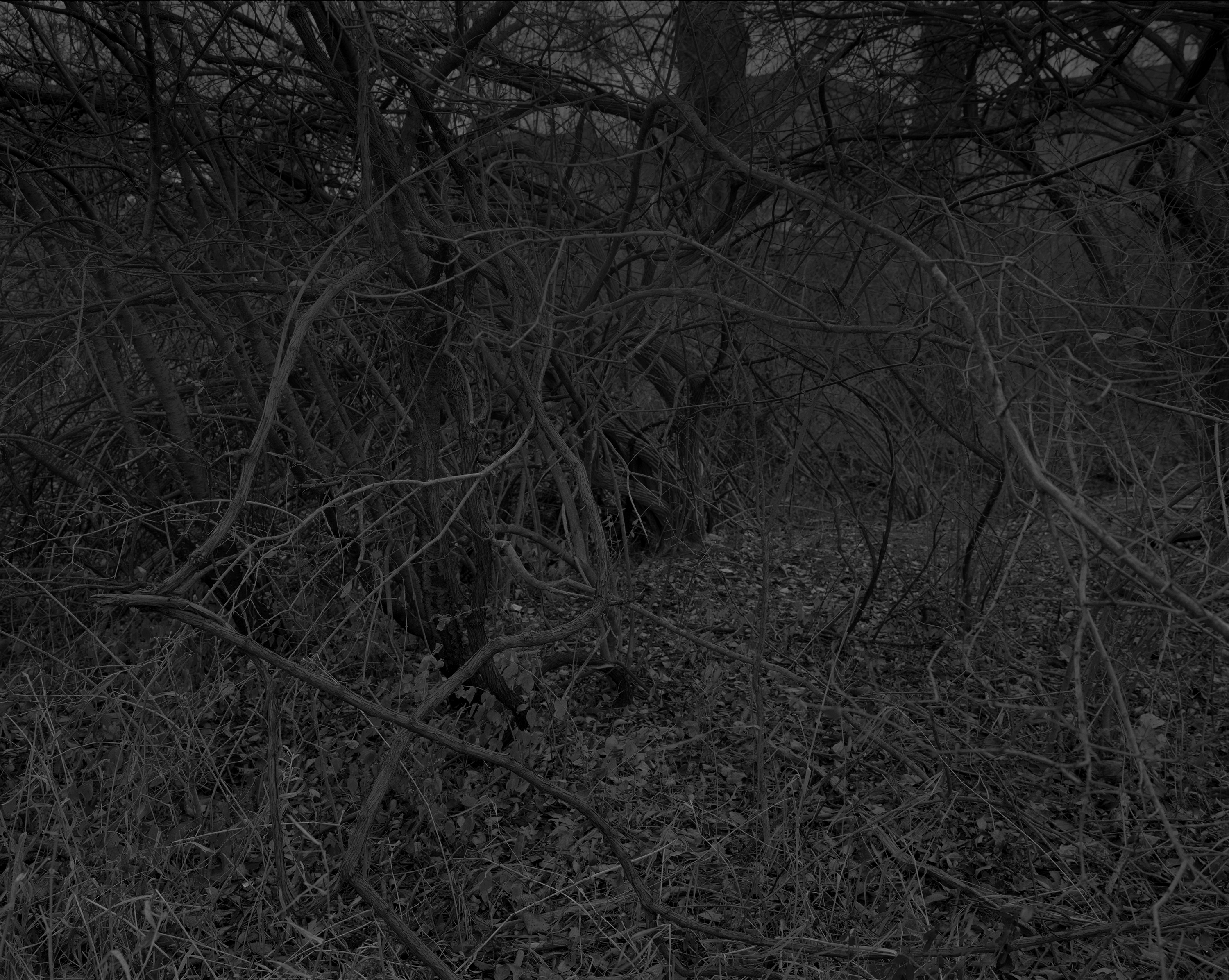 A black and white photo of tree branches on the ground.
