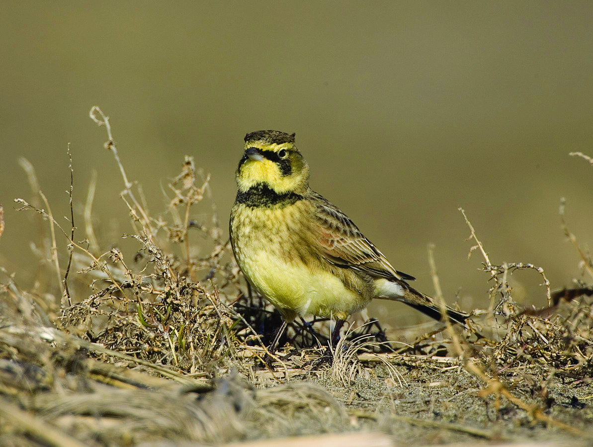 Rs2102 Streaked Horned Lark Rod Gilbert U