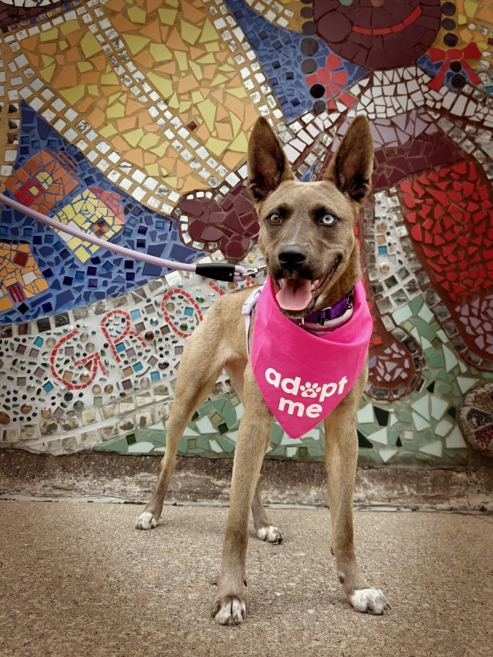 A color photograph shows a tan dog at center wearing a bright pink “adopt me” bandana, on a leash extending to the left, standing on concrete before a mosaic wall with red, blue, yellow, and green tiles forming abstract shapes; the dog’s face is blurred.
