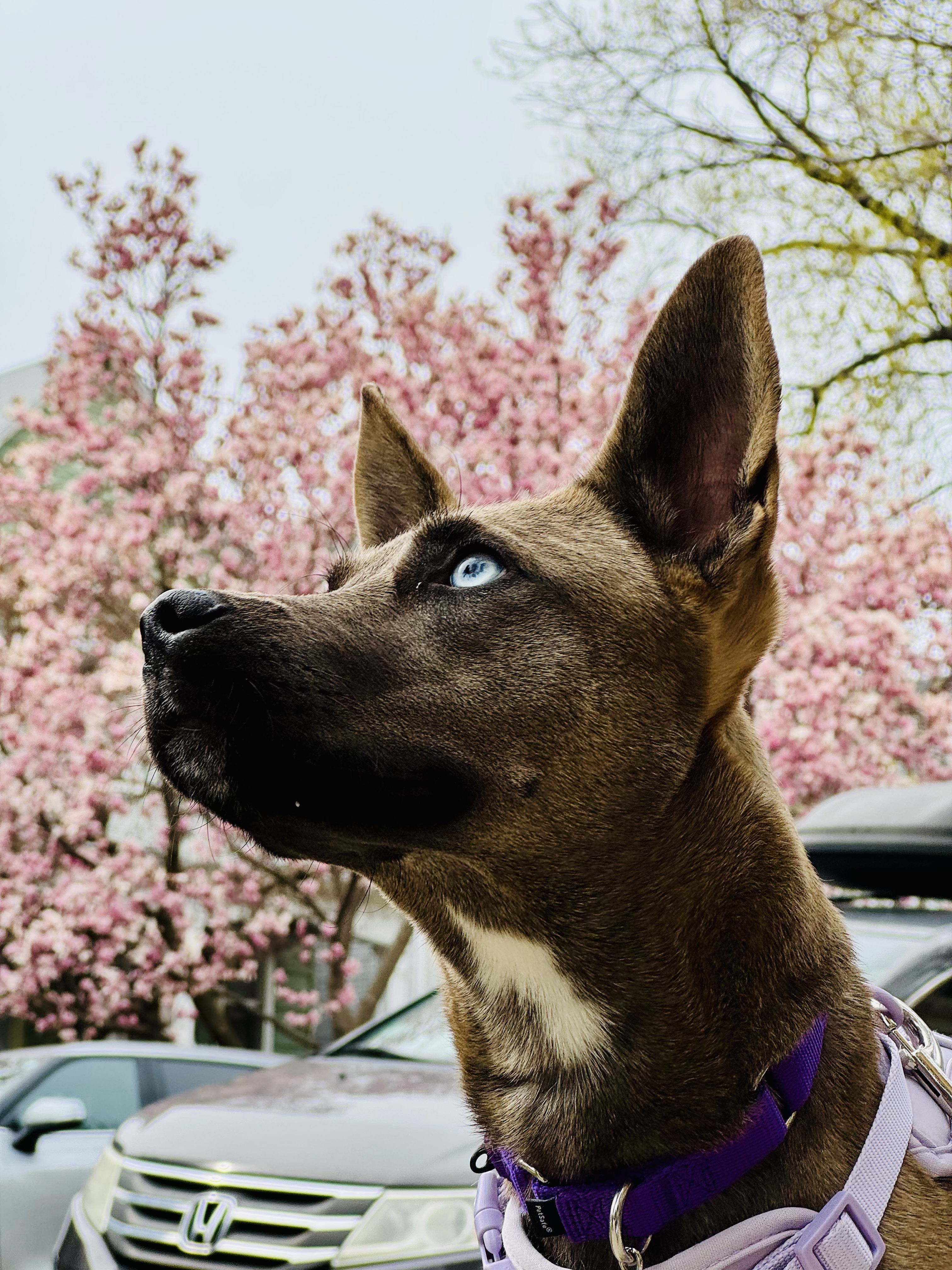 Color photograph of a brown dog with blue eyes, upright ears, and a white chest patch at left, wearing a purple collar and harness, looking up to right; behind are pink flowering trees, parked cars at bottom, and pale sky with branches at top right.