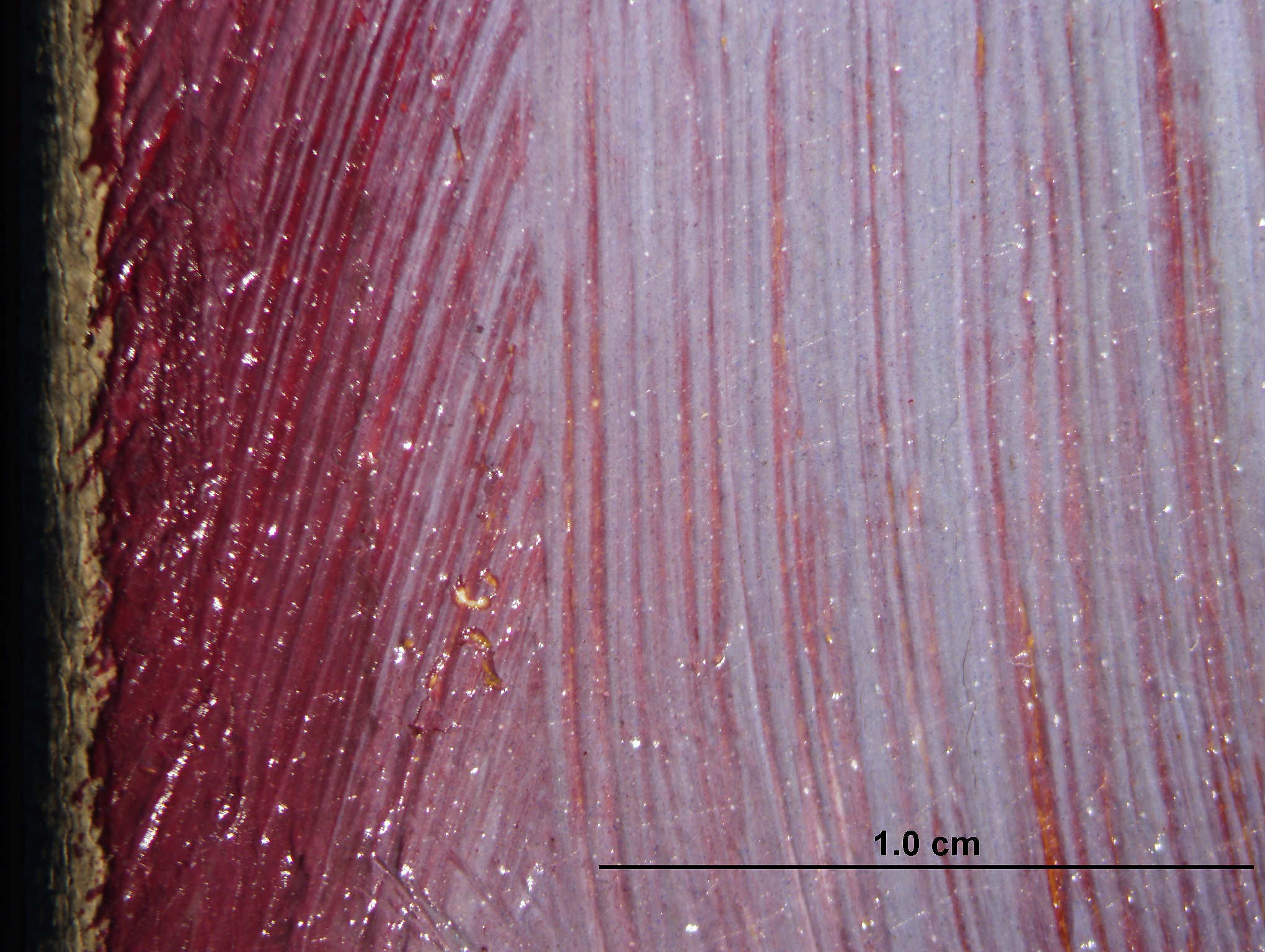 Ren 33.1174 MIC21 fade2