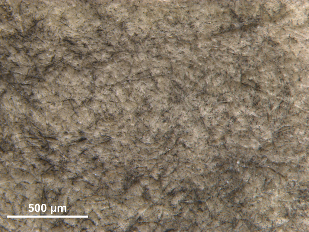 Top section shows a beige, grainy surface covered with many fine gray-black lines and small light specks. Across the middle and lower areas, the same crisscross pattern of thin dark lines and scattered specks continues over the whole area. In the bottom left corner, a white horizontal scale bar labeled “500 µm” is present.