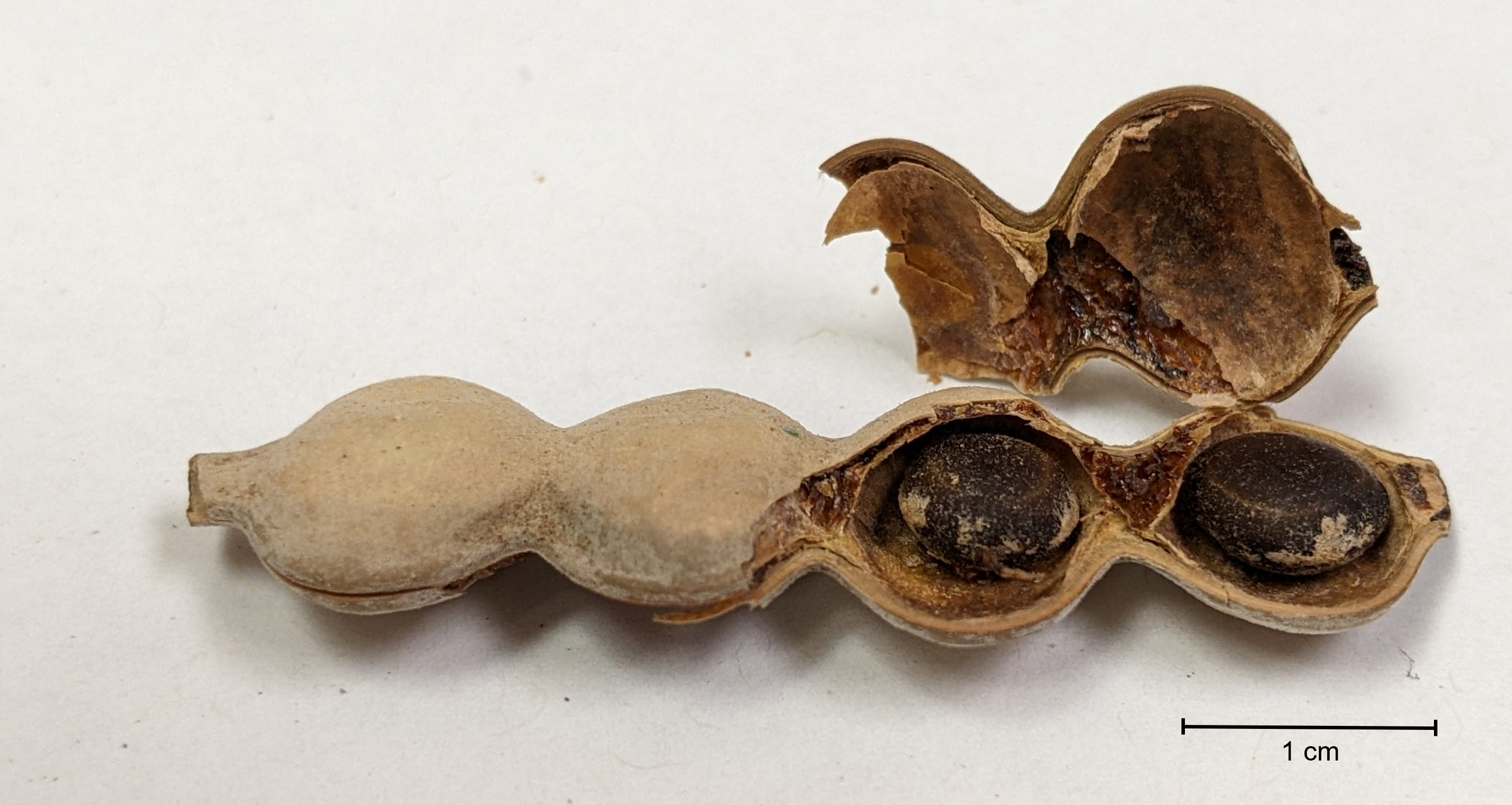 Acacia seed pod