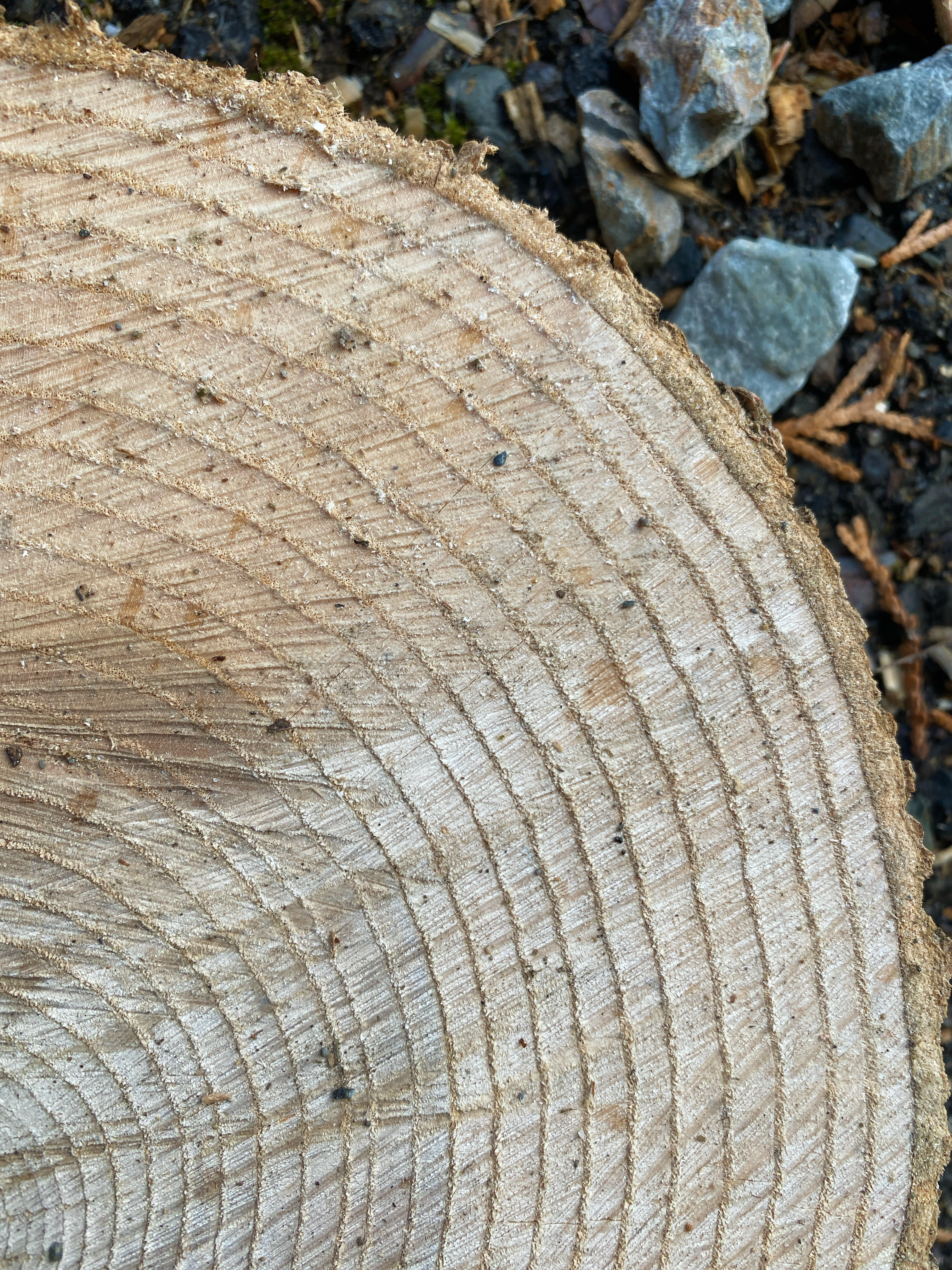 A color photo shows the upper-right quadrant of the cross section of a tree. Approximately 25 similarly thick growth rings end in a thin layer of bark.