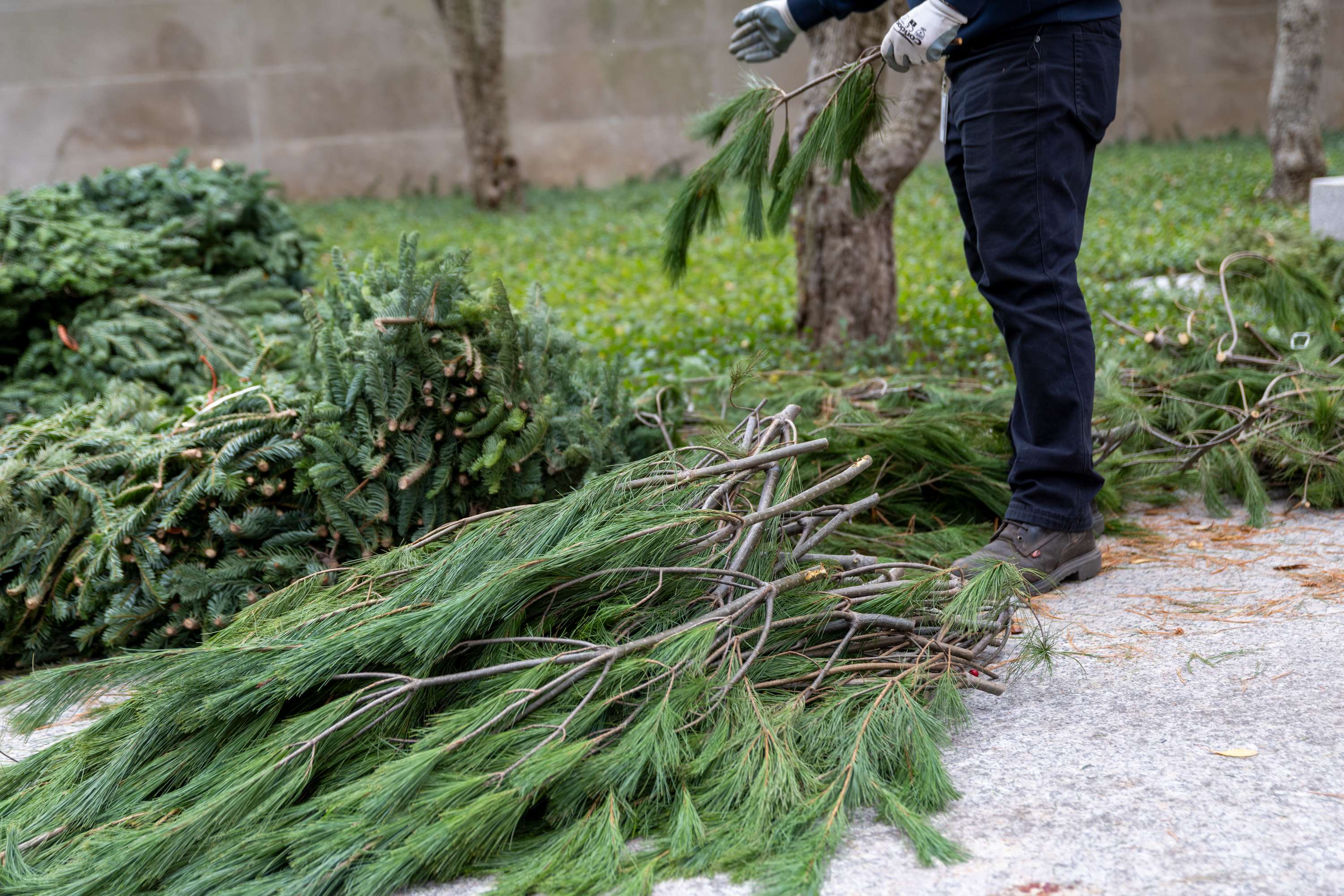 Photo shows piles of evergreen branches outdoors on the ground and a man in dark jeans seen from the waist down. One hand holds a single small branch.