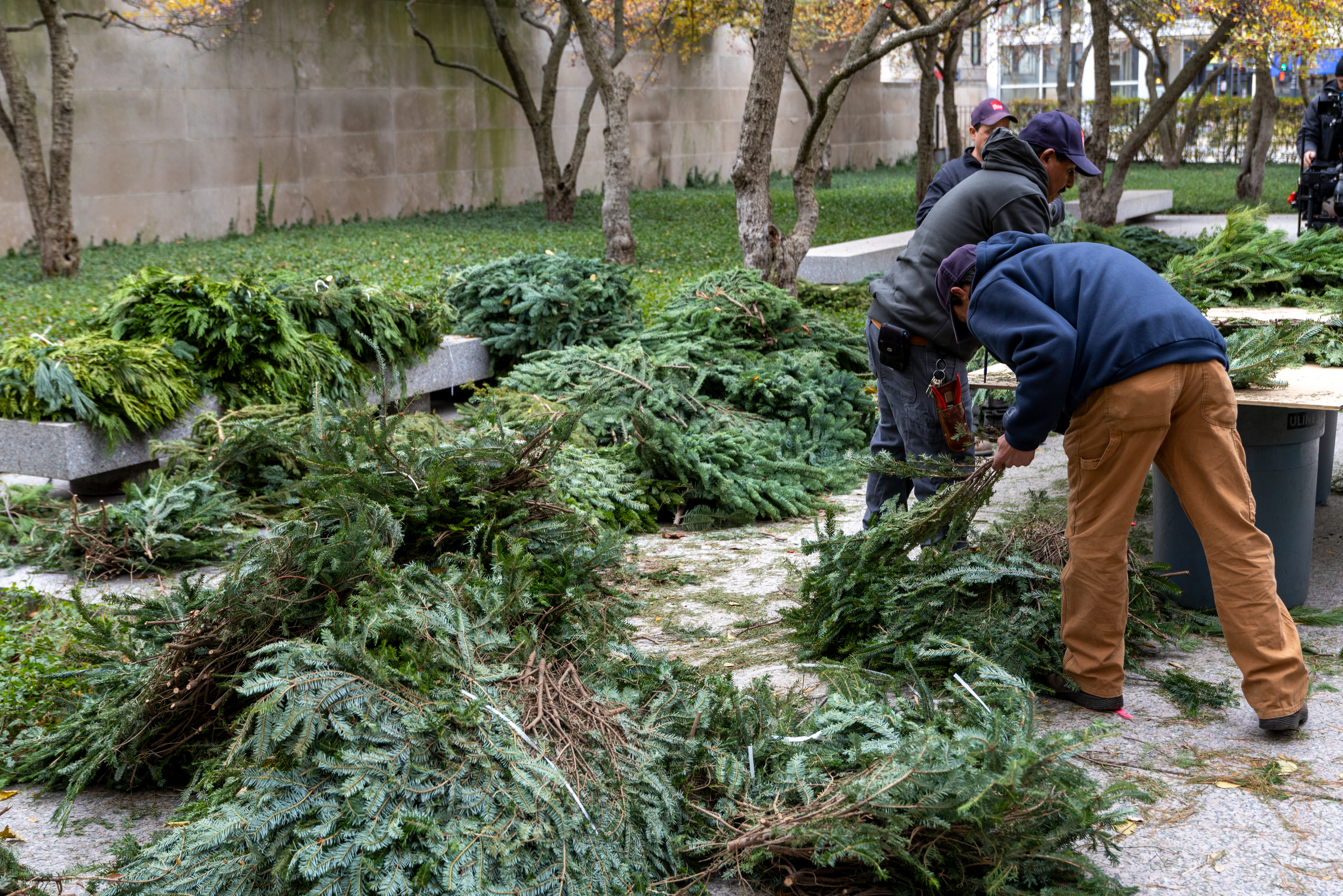 In a photo, a group of men work in an outdoor garden strewn with piles of evergreen branches.