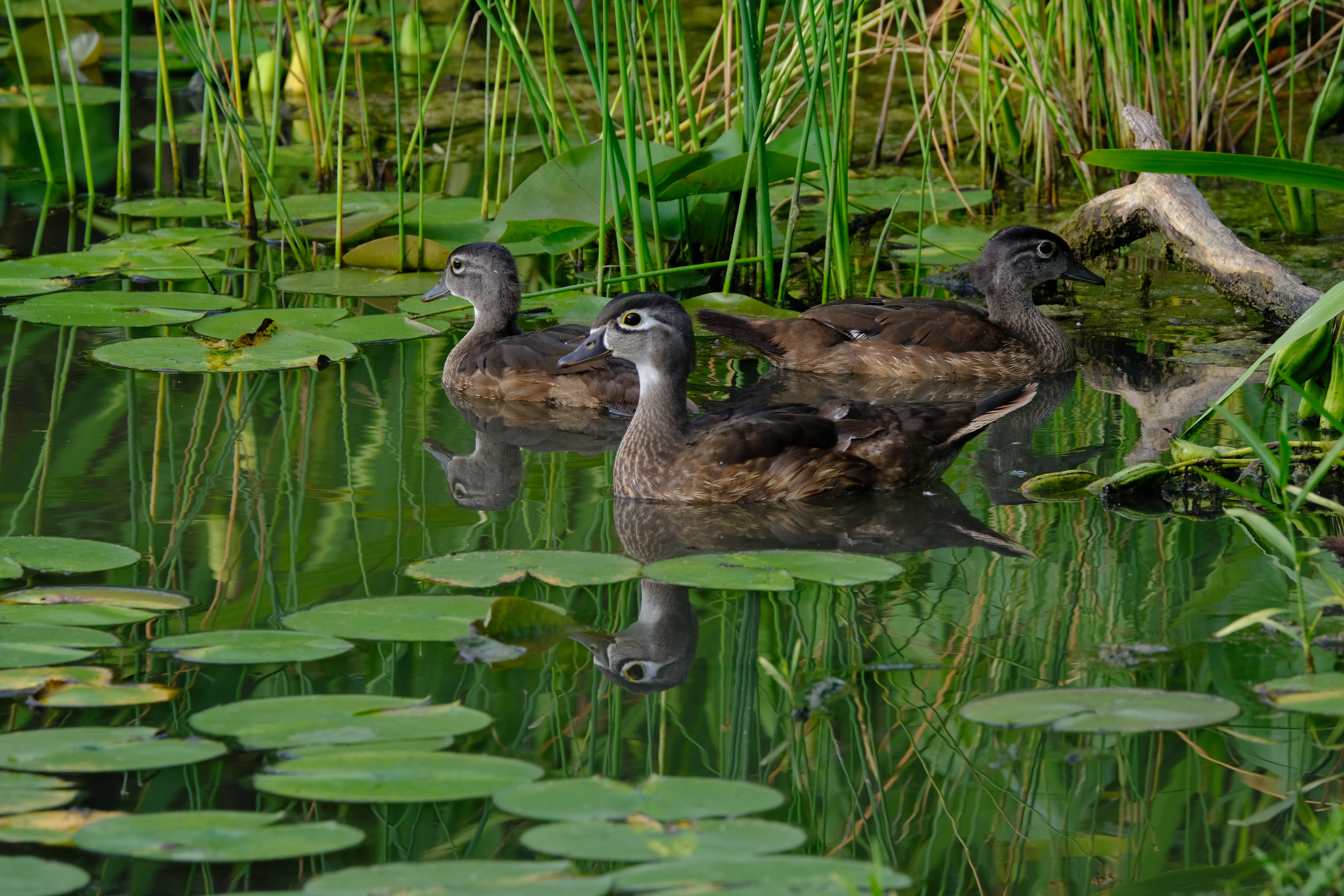 Photograph of several young, brown wood ducks at close range floating on still pond water that reflects the bright-green grasses and lily pads surrounding them.