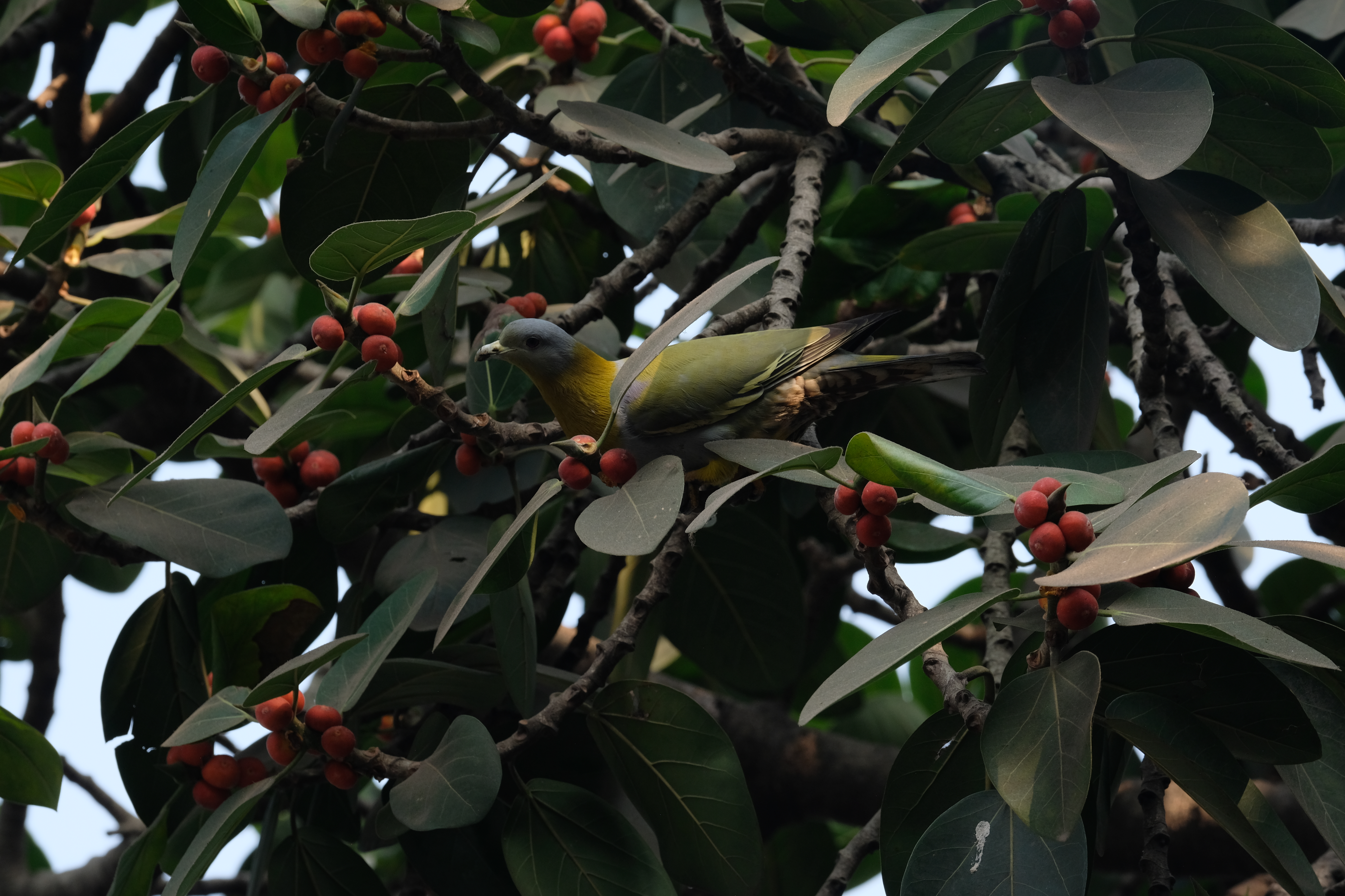Photograph of a green-and-yellow bird with a grey head nestled deeply among thick dark-green leaves and round red berries.