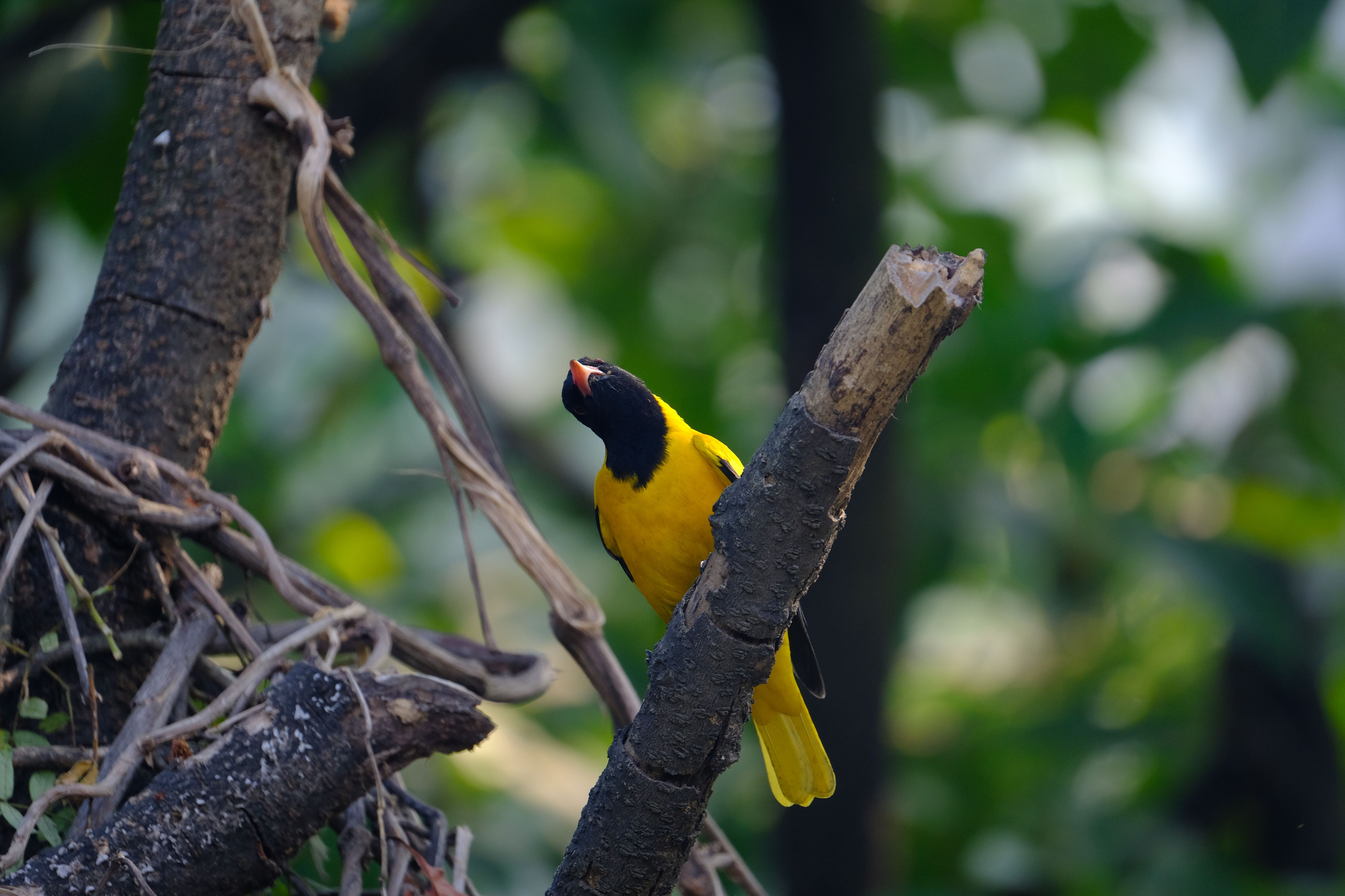 Photograph of a bright-yellow bird with a black head and orange beak viewed from below, its head cocked to one side, as it sits on a broken and bare branch, lush foliage blurred behind it.