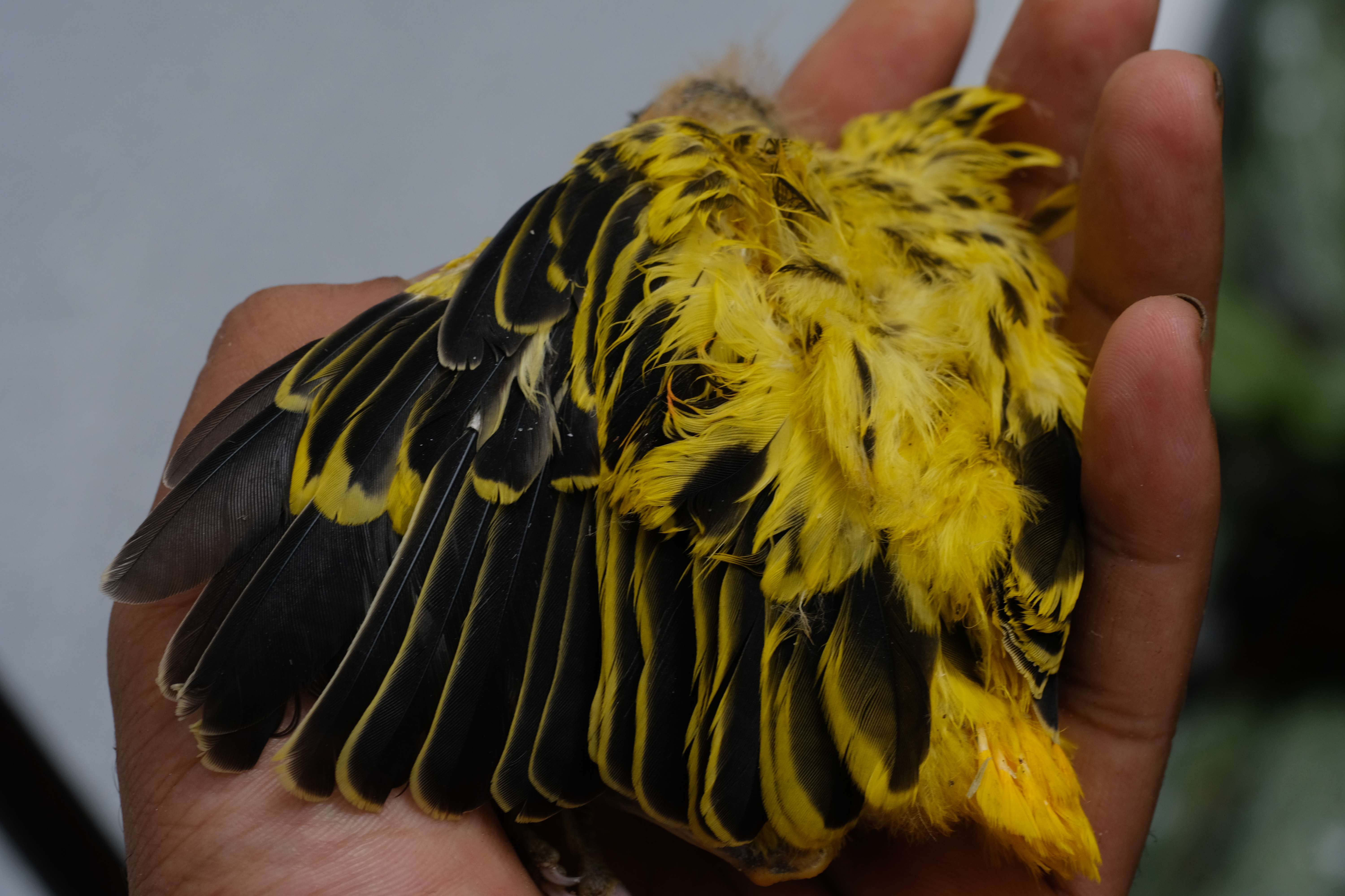 Photograph of a hand holding a fluffball of starkly contrasting yellow and black feathers that is discernibly a dead bird, its head hidden.