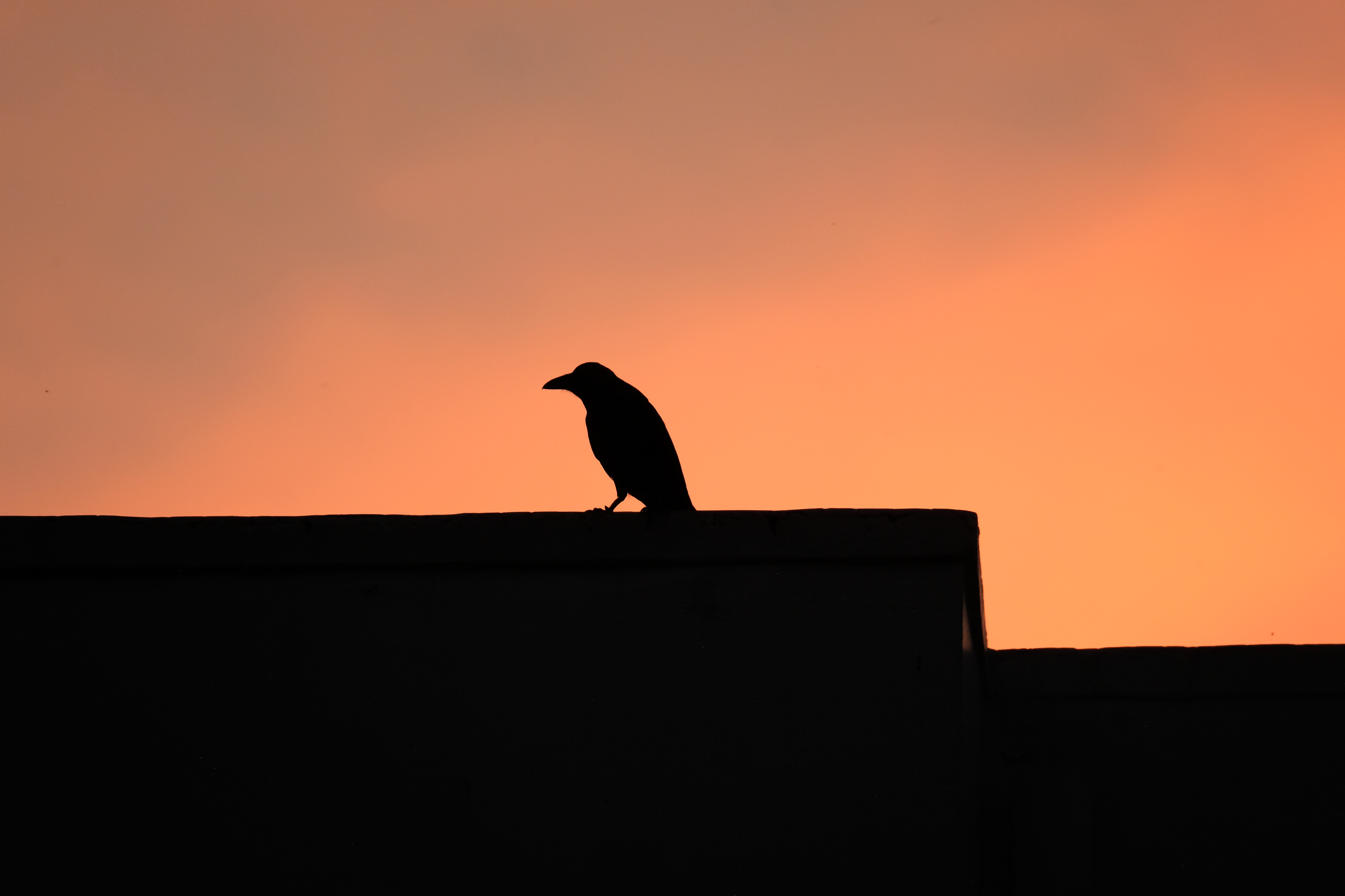 Photograph of a bird in profile on a flat roofline, silhouetted so as to be purely black, against the gradient of an orange sky at sunset or sunrise.