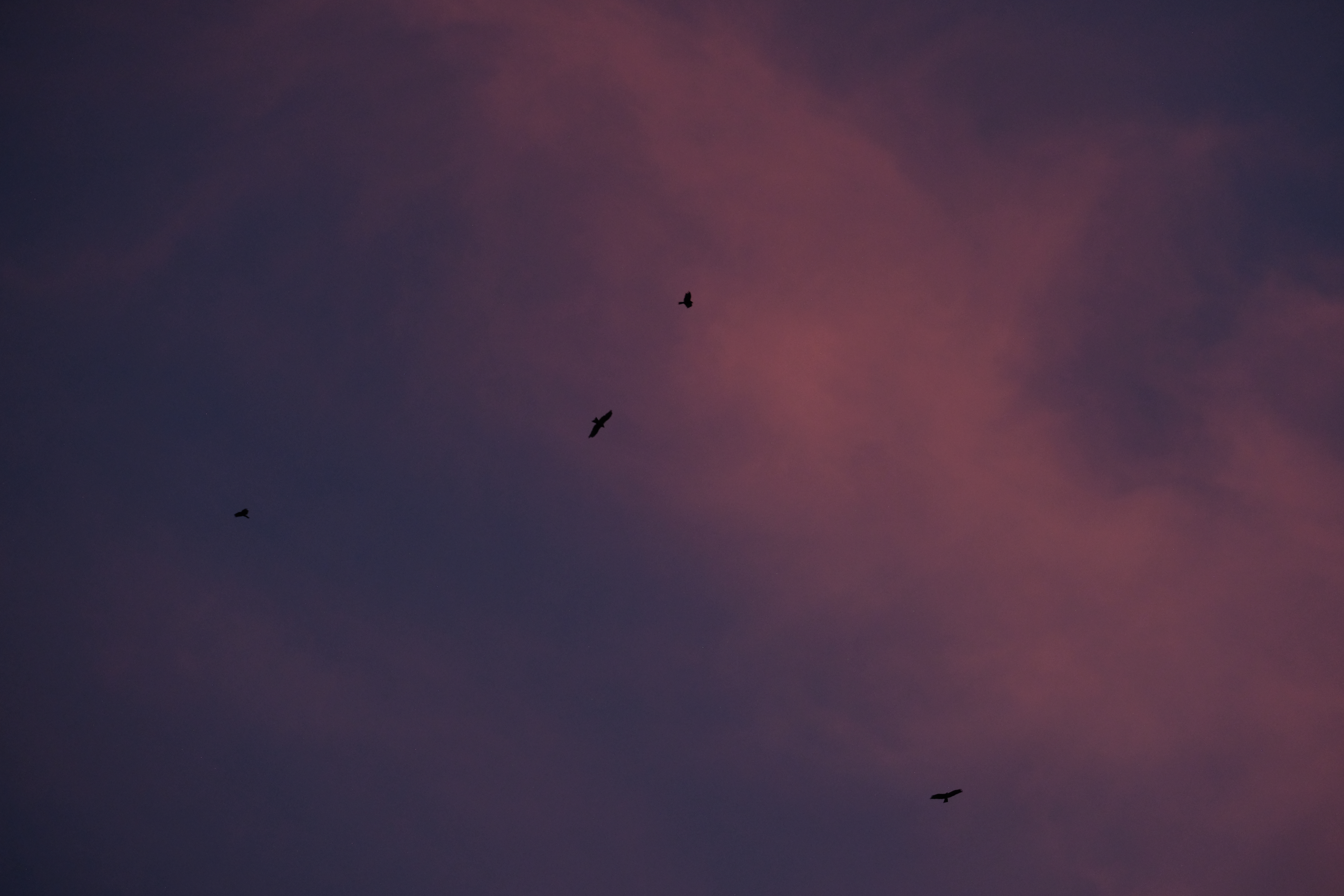 Photograph of a group of birds flying against a dark, purple and pink sky.