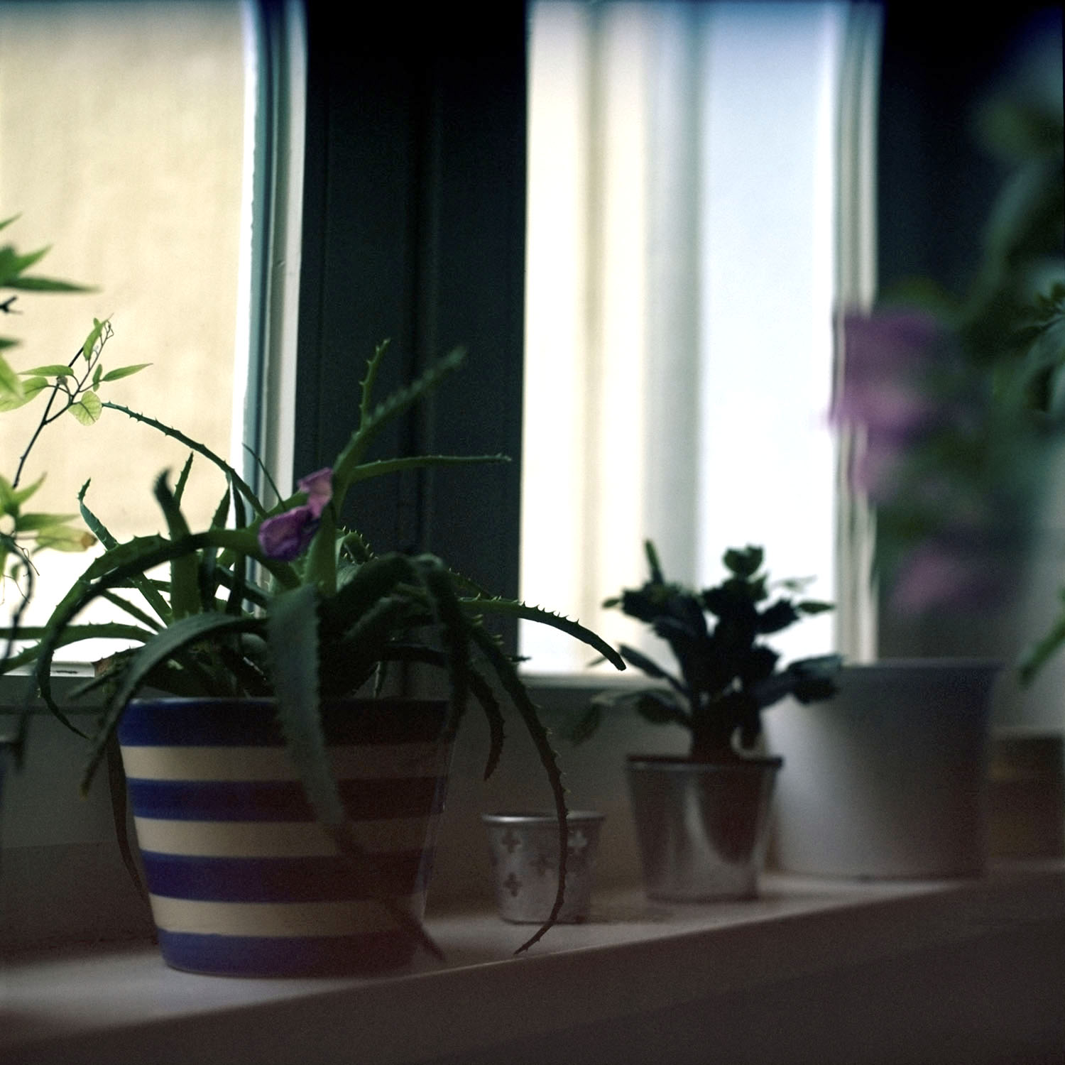 Color photograph of a series of potted plants in shadow on a dimly lit windowsill, the largest pot at left featuring bold horizontal white and blue stripes.