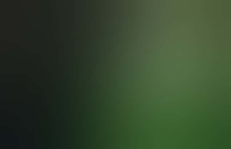 Color photograph of bright-green tropical leaves oriented vertically at right in close-up, darkness surrounding them.