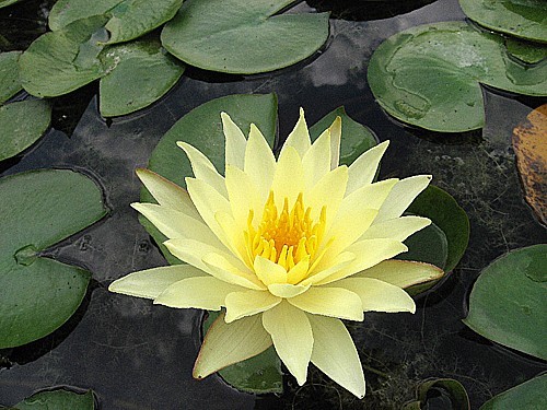 Yellow waterlily with pointed leaves.