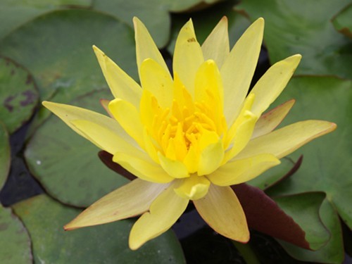 Yellow waterlily with pointed leaves.